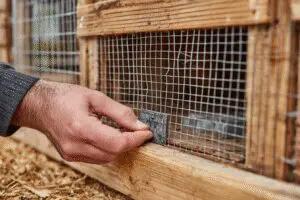 A person securing a chicken coop and setting a trap, demonstrating how to get rid of rats in a chicken coop