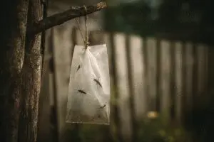 A fly trap hanging outdoors, a method for how to get rid of horse flies instantly