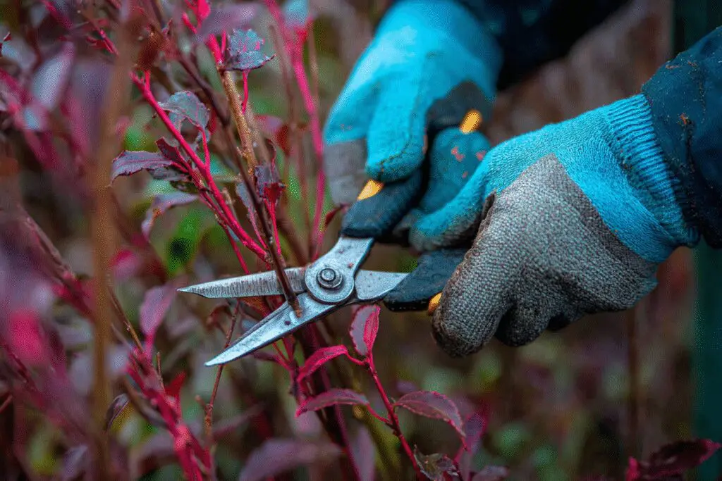 A gardener pruning a diseased branch, showing how to get rid of canker on a barberry bush