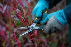 A gardener pruning a diseased branch, showing how to get rid of canker on a barberry bush