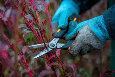A gardener pruning a diseased branch, showing how to get rid of canker on a barberry bush