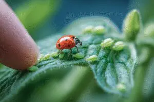 A ladybug being placed on a leaf, an organic method for how to get rid of aphids on tomato plants