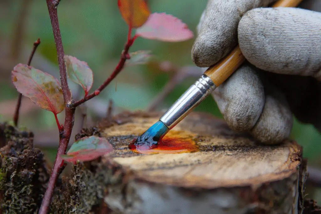 A person applying herbicide to a cut stump, a step-by-step answer for the FAQ on how to get rid of buckthorn.