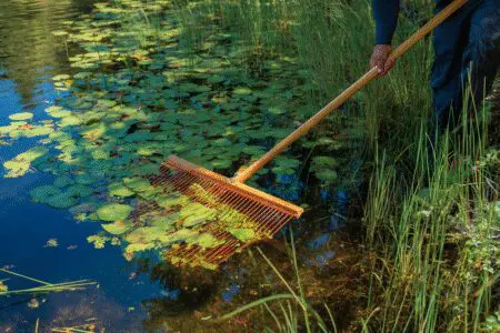 A person raking a pond, showing how to get rid of lily pads.