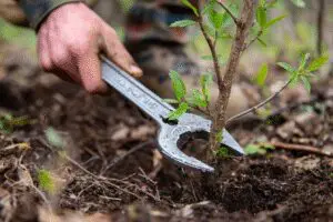 A tool pulling a buckthorn sapling from the ground, demonstrating how to get rid of buckthorn