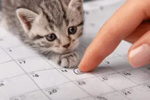 Crucial info answering how old do cats have to be to get fixed, with a kitten paw pointing to an appropriate age on a calendar