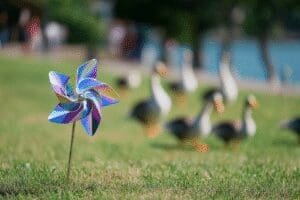 A reflective pinwheel on a lawn acting as a humane deterrent, showing how to get rid of geese in my yard